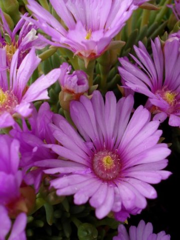 Lampranthus sociorum flowers